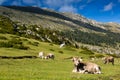 Few cows in mountain meadow Royalty Free Stock Photo