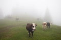 cows on pasture at foggy mountain weather Royalty Free Stock Photo