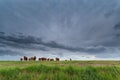 Few cows on pasture and stormy sky Royalty Free Stock Photo