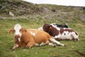 Few cows resting on green grass in a meadow Royalty Free Stock Photo