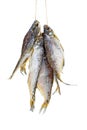 Few cured white-eye bream Ballerus sapa fishes isolated on a white