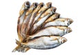 Few cured white-eye bream Ballerus sapa fishes isolated on a white