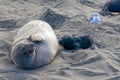 Elelphant Seal Mother Nursing