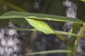 Pupa or chrysalis of the Common Emigrant or Lemon Emigrant butterfly, Catopsilia pomonay