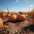 A few days on the ground, with a field in the background. Pumpkin as a dish of thanksgiving for the harvest Royalty Free Stock Photo