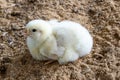 A few days old baby chicken. Poultry farm with chicken Royalty Free Stock Photo