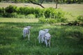 A few days old lambs running on a meadow Royalty Free Stock Photo