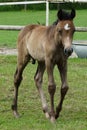 few days old little foal colt Royalty Free Stock Photo