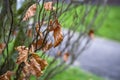 A few dead dry brown leaves on branches in the park in winter. Desiccated and shriveled leaves