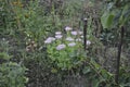 a few different flowers planted in the garden