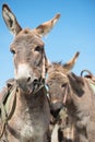 A few donkeys