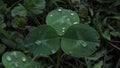 A few drops of dew on clover leaves