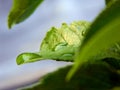 Uneven drops after the rain lie on a bright green leaf Royalty Free Stock Photo