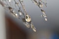 The drops of water left over from the rain hang on the dried leaves