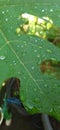 A few drops of water on a papaya leaf.. Royalty Free Stock Photo