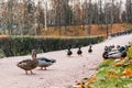 Few ducks on a road in an autumn park Royalty Free Stock Photo