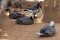 few ducks sitting in a zoo Royalty Free Stock Photo