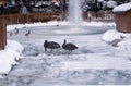 Few ducks and two black swans in the small pond in Ankara Kugulu Park