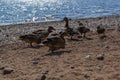 Few ducks walk in group along sandy pebble seashore in search of food. Waves in sea sparkle from sun. Animals with feathers. Royalty Free Stock Photo