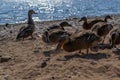 Few ducks walk in group along sandy pebble shore in search of food. Waves in blue lake sparkle from sun. Animals with feathers Royalty Free Stock Photo