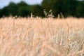 A few ears of oats in a wheat field. Natural background. Selective focus. Copy space Royalty Free Stock Photo