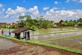 A few farmers working on the rice paddies close to Campuhan ridge walk in Ubud.