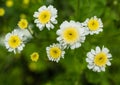 A Few Feverfew