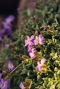 Aubrietia on a flower bed in the nature
