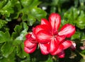 A few flowers blooming red geraniums on the background of green leaves Royalty Free Stock Photo