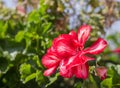 A few flowers blooming red geraniums on the background of green leaves Royalty Free Stock Photo