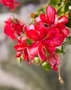 A few flowers blooming red geraniums on the background of green leaves Royalty Free Stock Photo