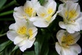 Few flowers iris. white iris flowers with a yellow pestle, on a dark blurred backdrop Royalty Free Stock Photo