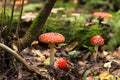 A Few Fly agaric mushrooms in fall nature. Family of Amanita muscaria wild mushroom in autumn forest Royalty Free Stock Photo