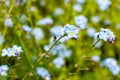 Few forget-me-not flowers