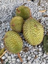 Multiple fresh drop durian fruit Royalty Free Stock Photo