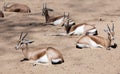 Few Gazelles sitting on sand in wildness Royalty Free Stock Photo