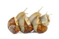 Few grape snails isolated on a white Royalty Free Stock Photo