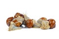 Few grape snails isolated on a white Royalty Free Stock Photo