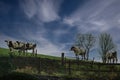 A few graze on the grass in France. Agriculture, animal husbandry, animal breeding Royalty Free Stock Photo