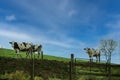 A few graze on the grass in France. Agriculture, animal husbandry, animal breeding Royalty Free Stock Photo