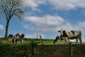 A few graze on the grass in France. Agriculture, animal husbandry, animal breeding Royalty Free Stock Photo