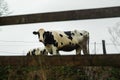 A few graze on the grass in France. Agriculture, animal husbandry, animal breeding Royalty Free Stock Photo