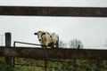 A few graze on the grass in France. Agriculture, animal husbandry, animal breeding