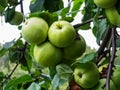 A few green apples on the tree. Apple branch with fruits. On branch closeup on the background of the garden Royalty Free Stock Photo