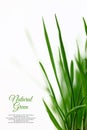 Few green blades of grass Royalty Free Stock Photo