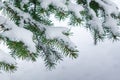 A few green fir tree branches in the white snow Royalty Free Stock Photo