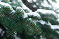 A few green fir tree branches in the white snow Royalty Free Stock Photo