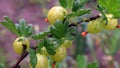 Few green gooseberries hanging on a bush Royalty Free Stock Photo