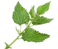 Few green leafs of nettle Royalty Free Stock Photo