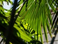 A few green palm branches. Sunbeam and shadow